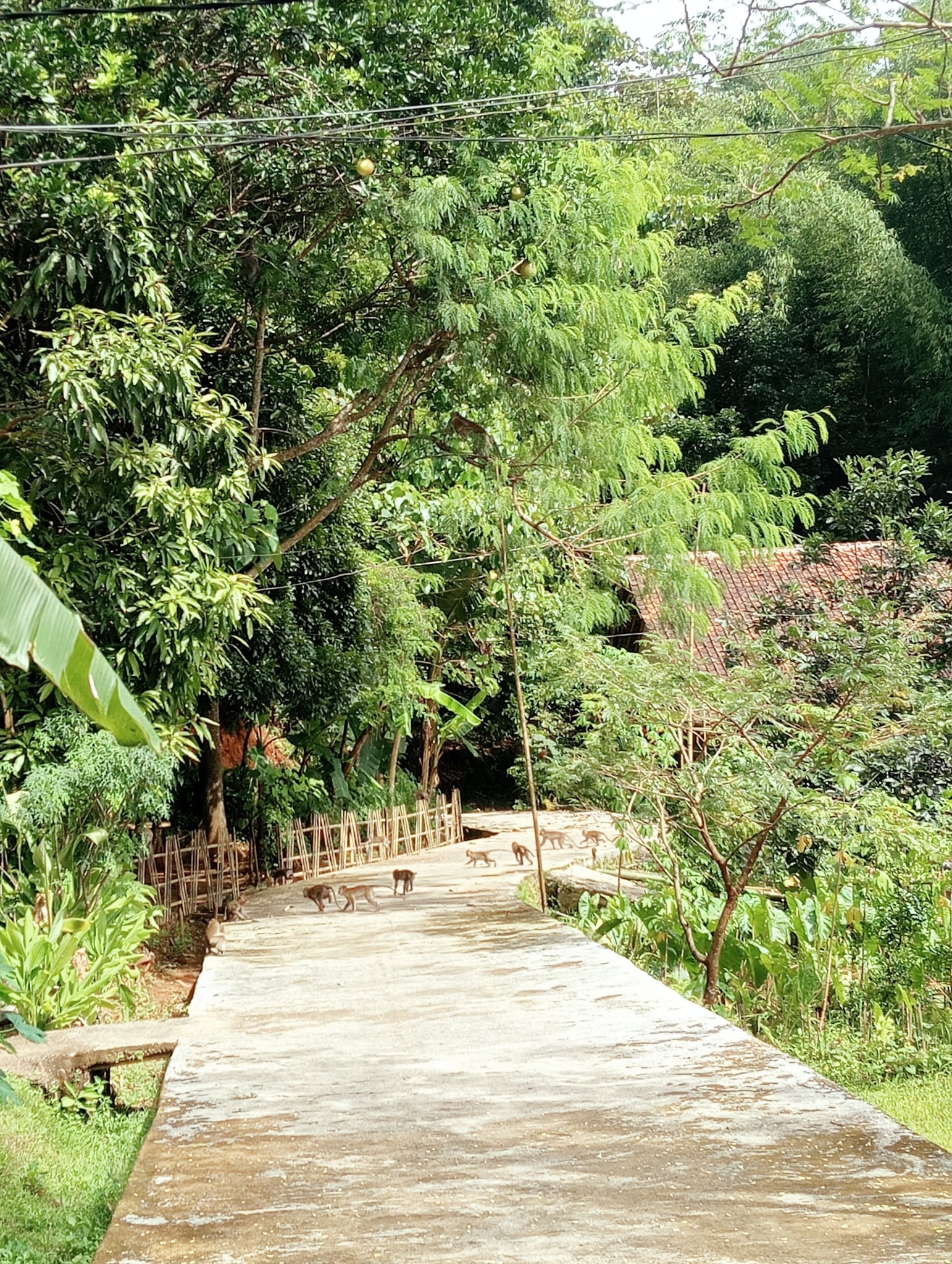 Hama Monyet berkeliaran di perkampungan