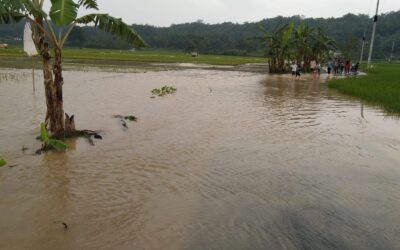 Hujan Deras Guyur Cingambul, Sungai Ciheuleut Desa Muktisari Meluap Rendam Jalan dan Puluhan Hektar Sawah