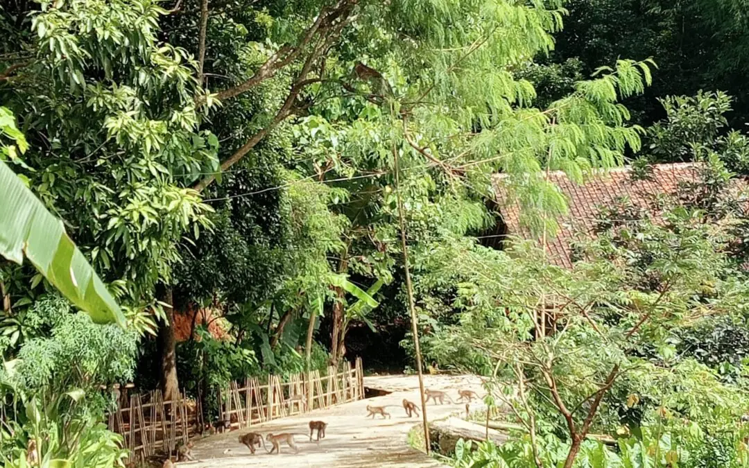 Monyet Ekor Panjang Berkeliaran di Perkampungan