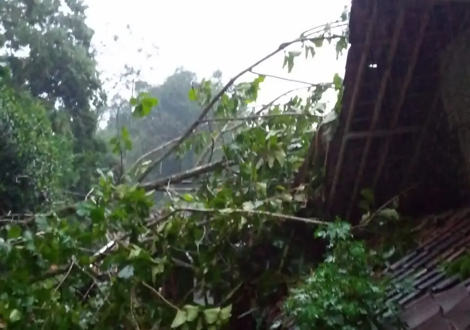 Pohon Tumbang Timpa Rumah Warga